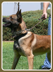 dog training California
