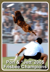 Become a Dog Trainer
