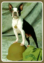 dog obedience training