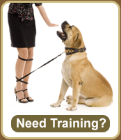 need dog training?