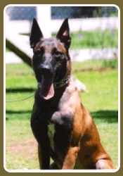 dog training