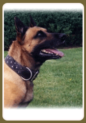 dog training