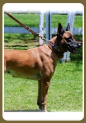 dog training